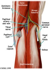 anatomy of the back of the knee