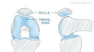 Patella kneecap anatomy
