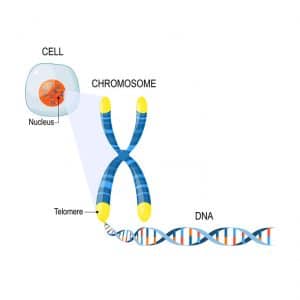 telomere and anti-aging