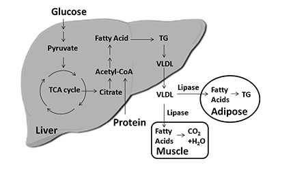 glucose metabolism to triglyceride