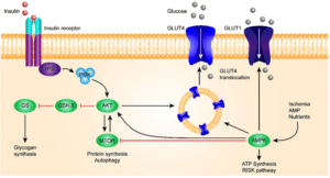 Glut4 transporter and insulin