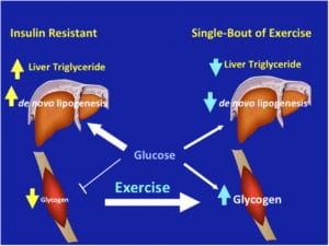 Insulin resistance impairs glycogen synthesis in muscle