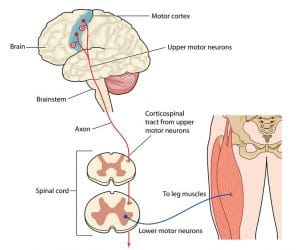 tendon neuroplastic training