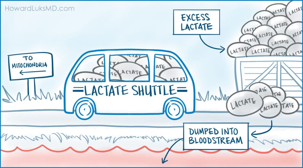 lactate shuttle to improve training or running performance