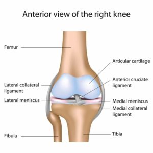 knee anatomy 2
