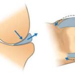 function of the meniscus