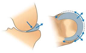 function of the meniscus