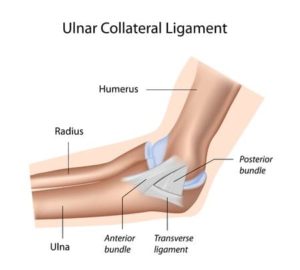 ulnar collateral ligament