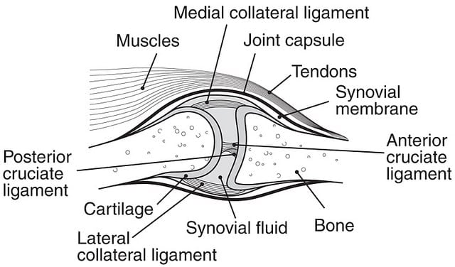 Knee Joint Illustration